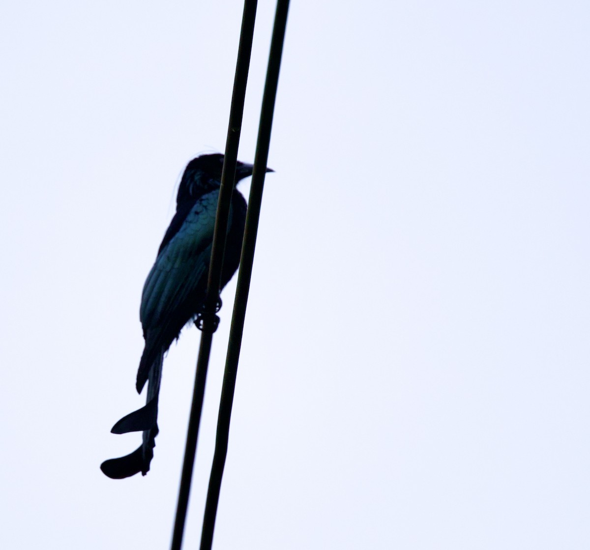 Hair-crested Drongo - ML646327662