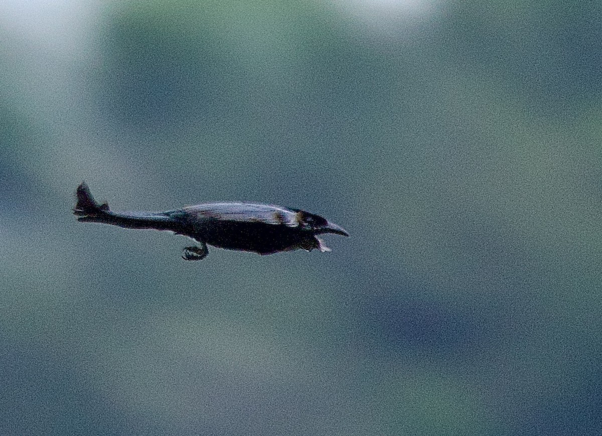 Hair-crested Drongo - ML646327663
