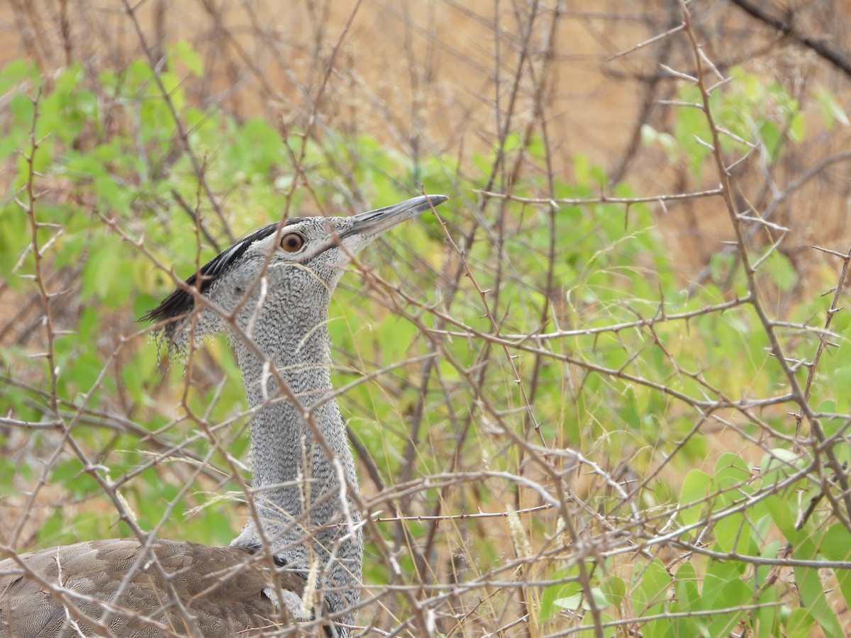 アフリカオオノガン - ML646327667