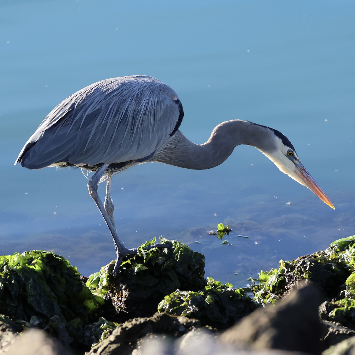 Great Blue Heron - ML646327668