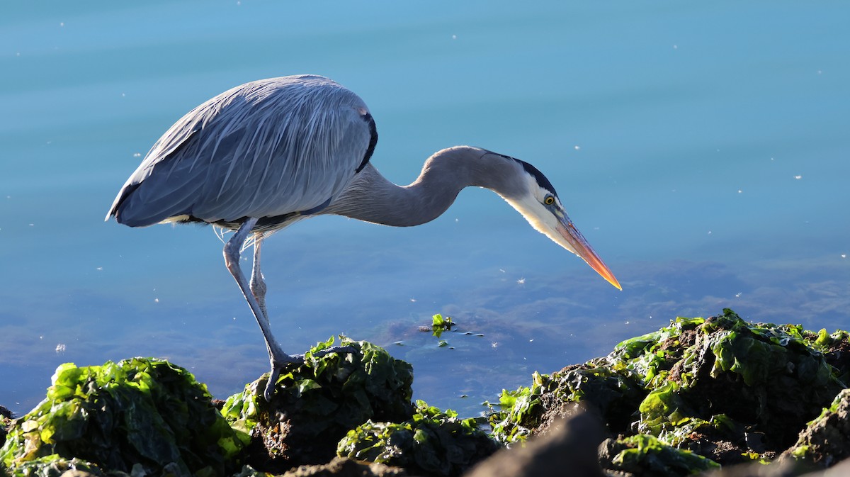 Great Blue Heron - ML646327669