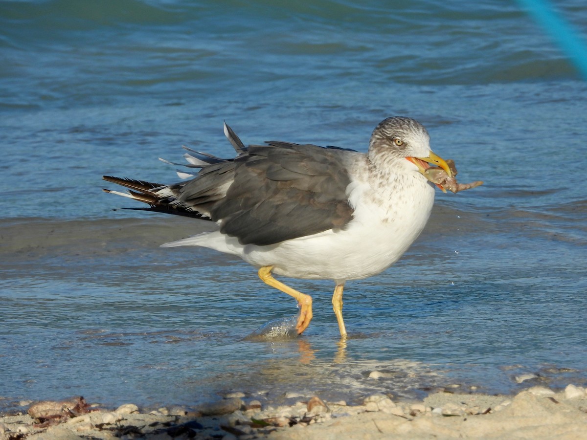 Lesser Black-backed Gull - ML646327675