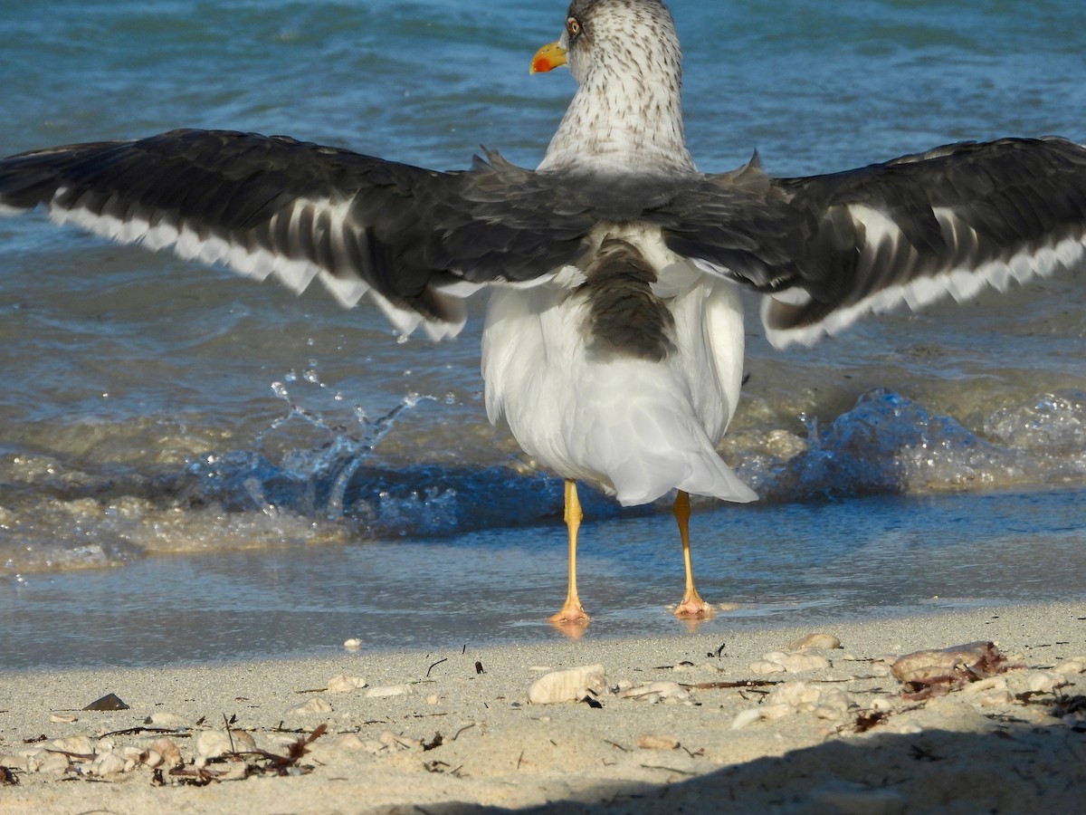 Lesser Black-backed Gull - ML646327676