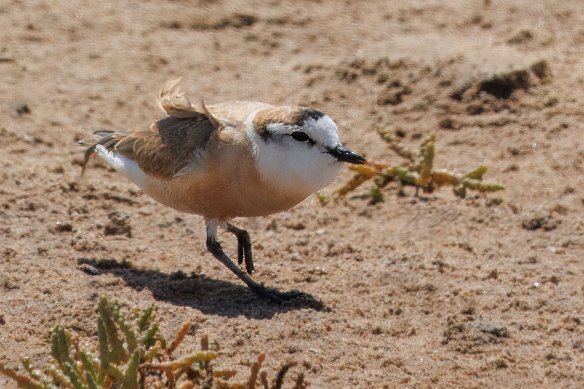 White-fronted Plover - ML646327677
