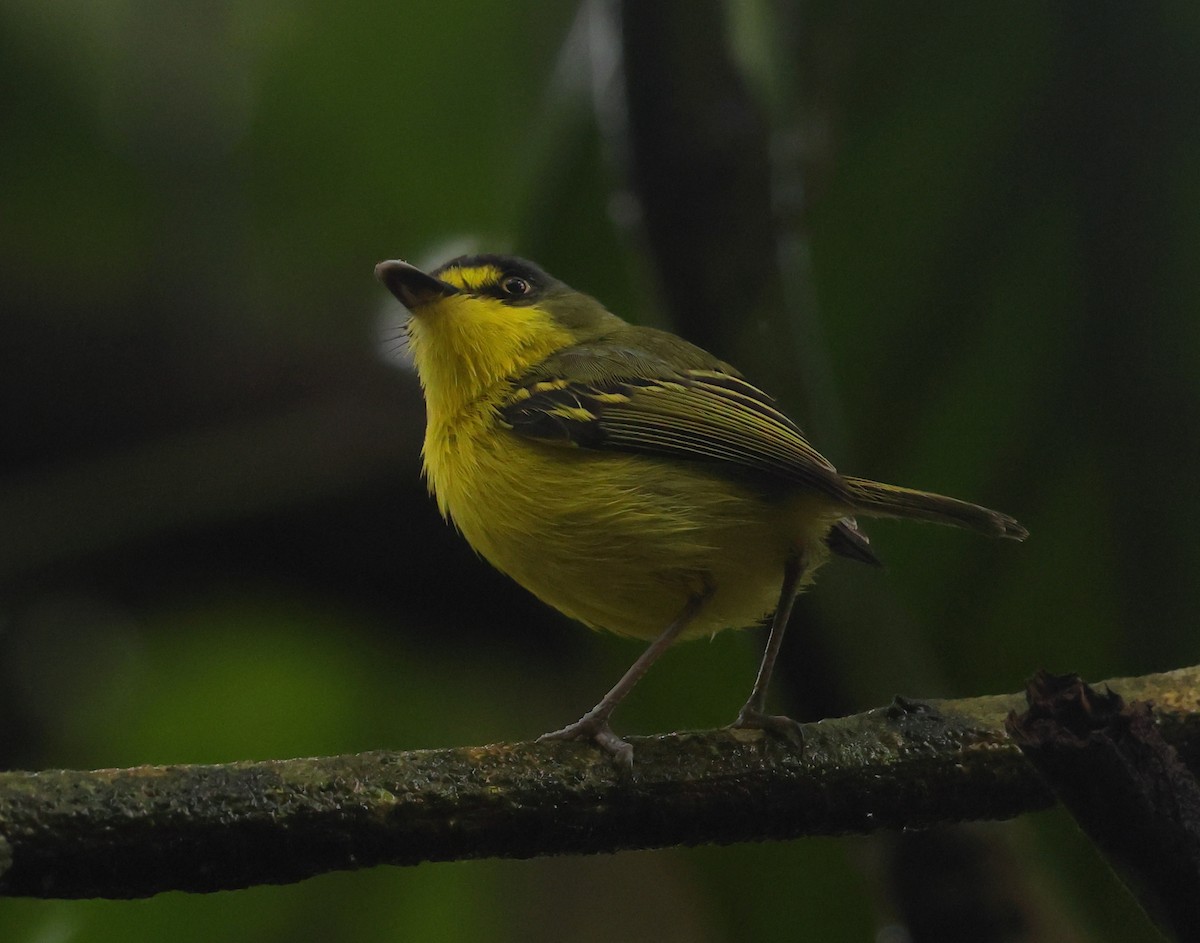 Gray-headed Tody-Flycatcher - ML646327678