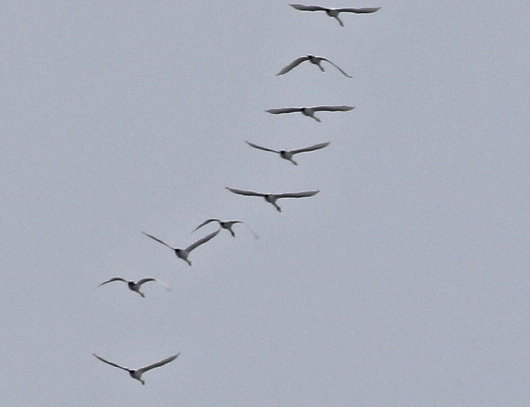 コハクチョウ - ML646327682