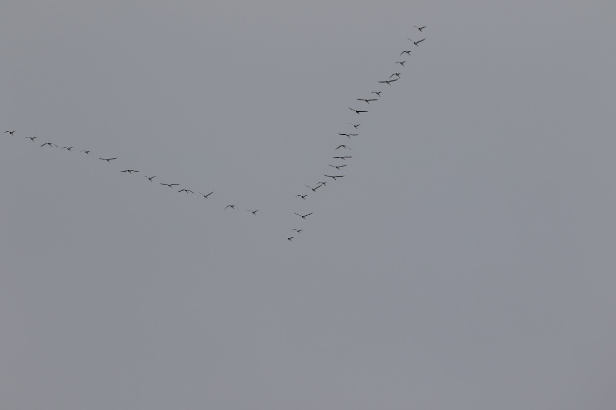 コハクチョウ - ML646327683