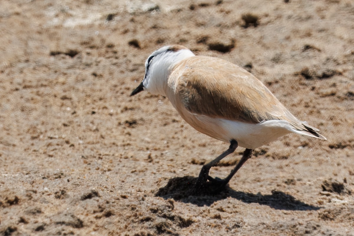 White-fronted Plover - ML646327689