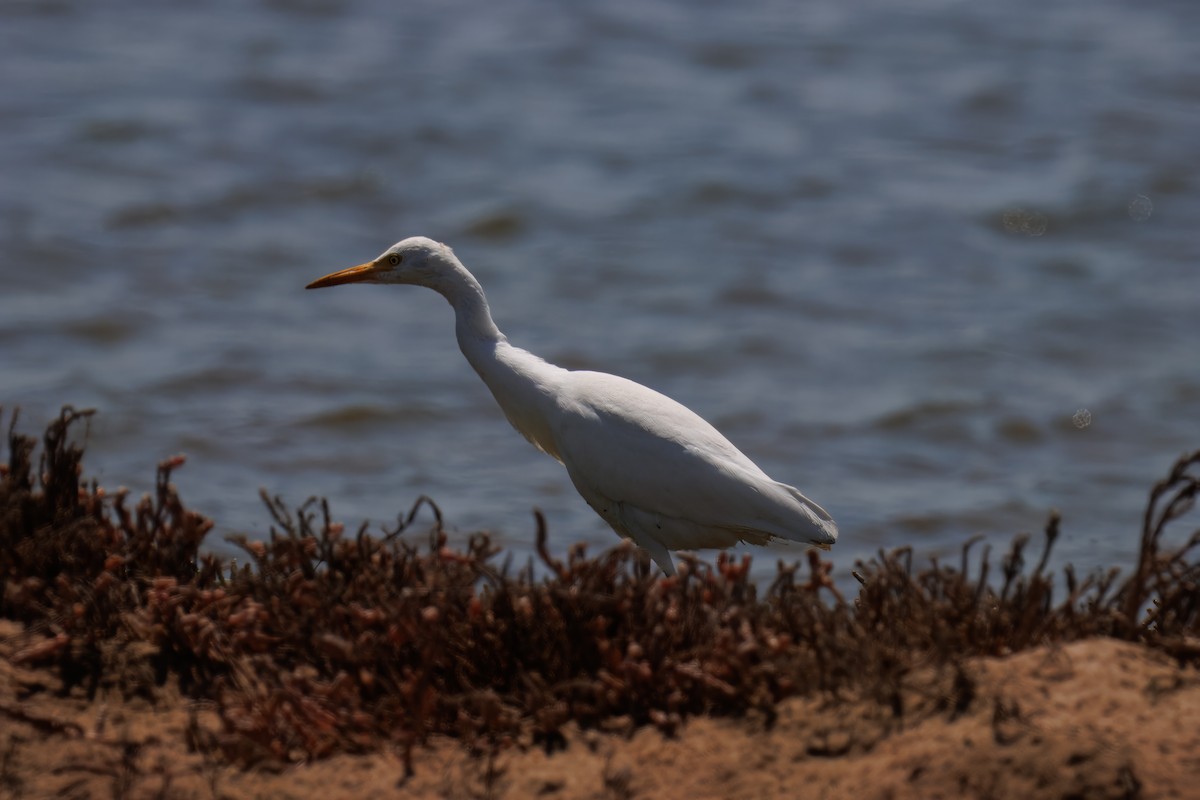 אנפית בקר מערבית - ML646327691