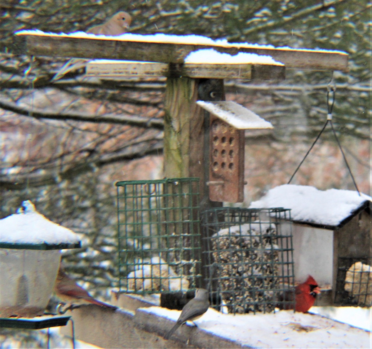 Mourning Dove - ML646327711