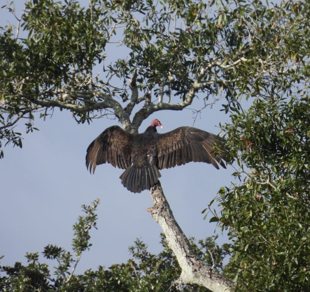 Turkey Vulture - ML646327712