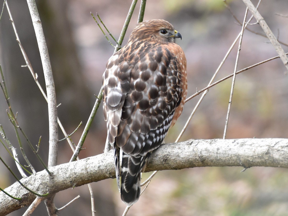 Red-shouldered Hawk - ML646327720