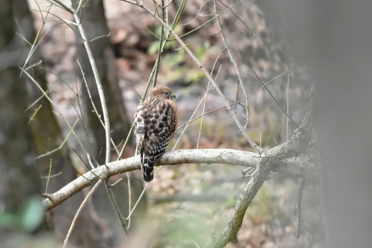 Red-shouldered Hawk - ML646327732