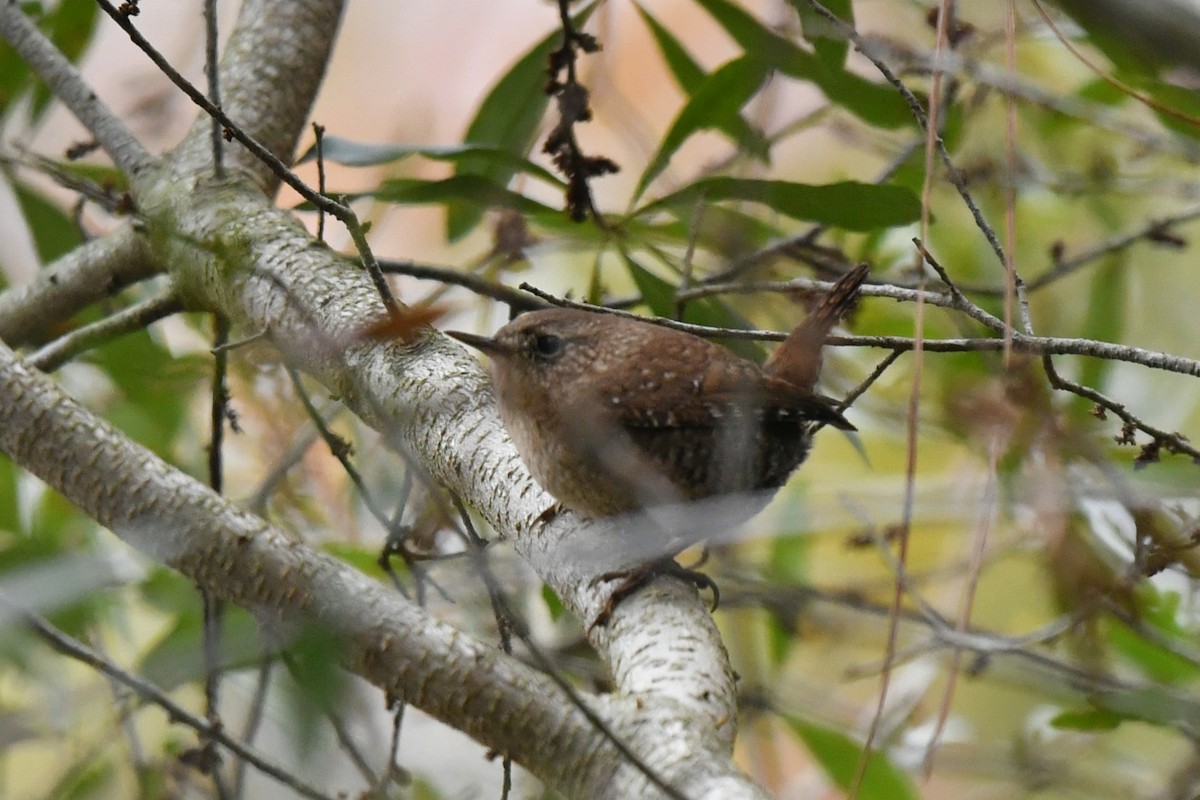 フユミソサザイ - ML646327733