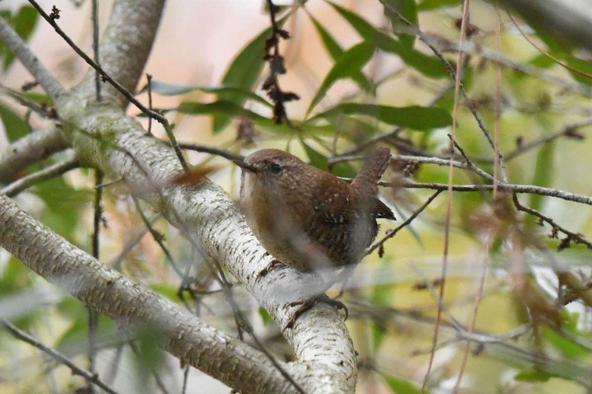 フユミソサザイ - ML646327735