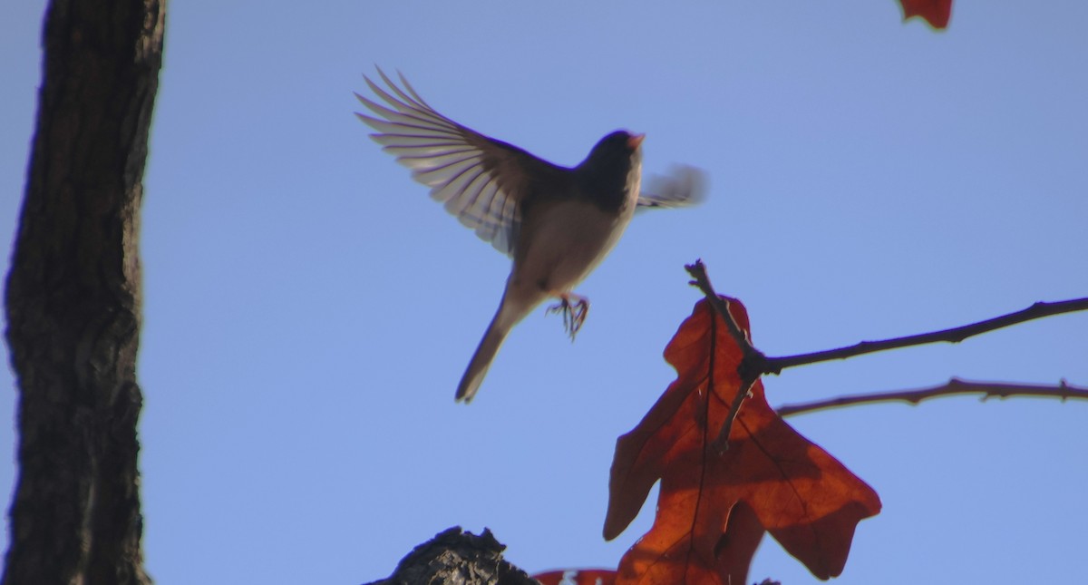 Dark-eyed Junco - ML646327736