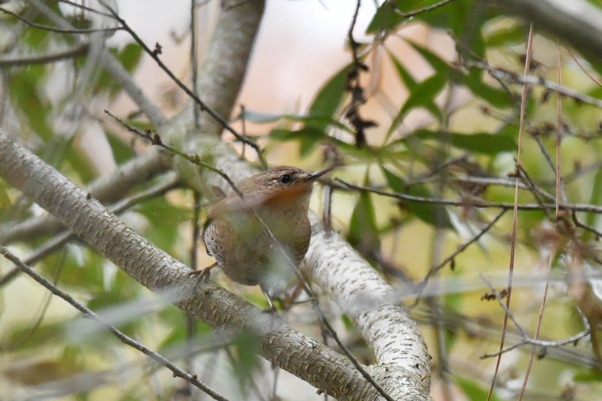 フユミソサザイ - ML646327737