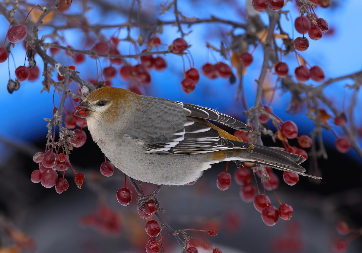 Hakengimpel - ML646327738