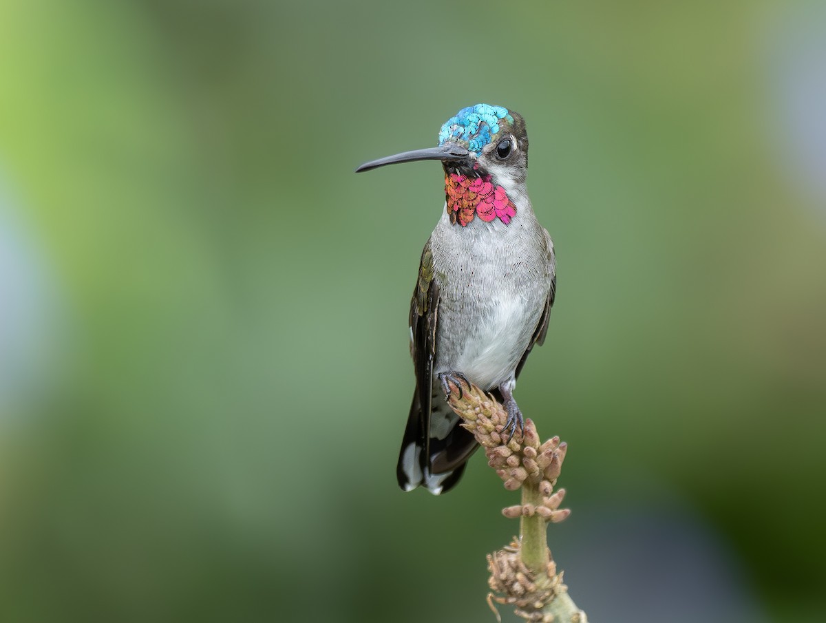 Колібрі-янгол синьоголовий - ML646327739