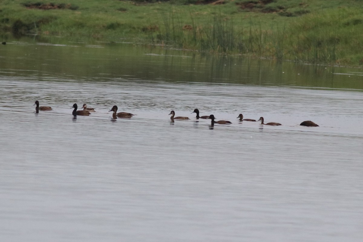Southern Pochard - ML646327740