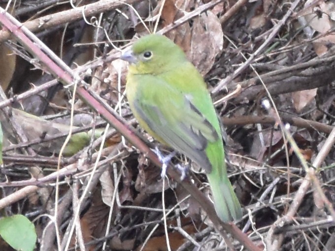 Painted Bunting - ML646327741