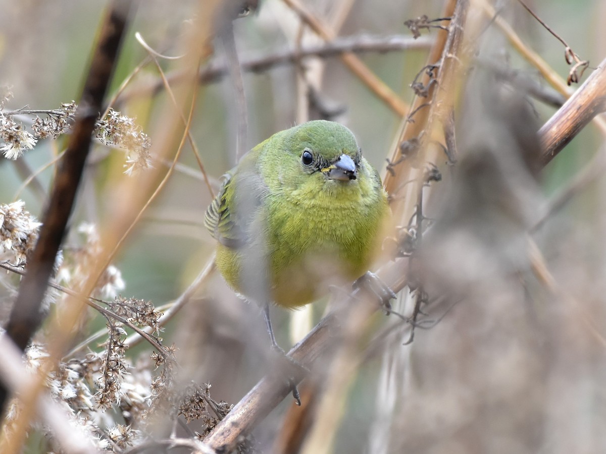 Painted Bunting - ML646327742