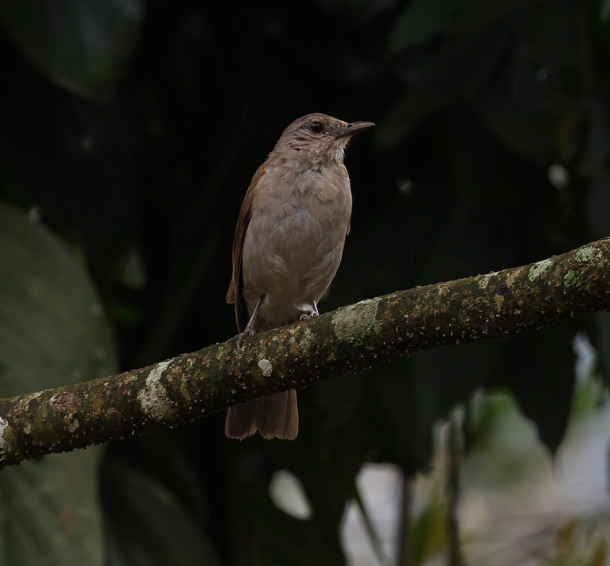 Pale-breasted Thrush - ML646327746