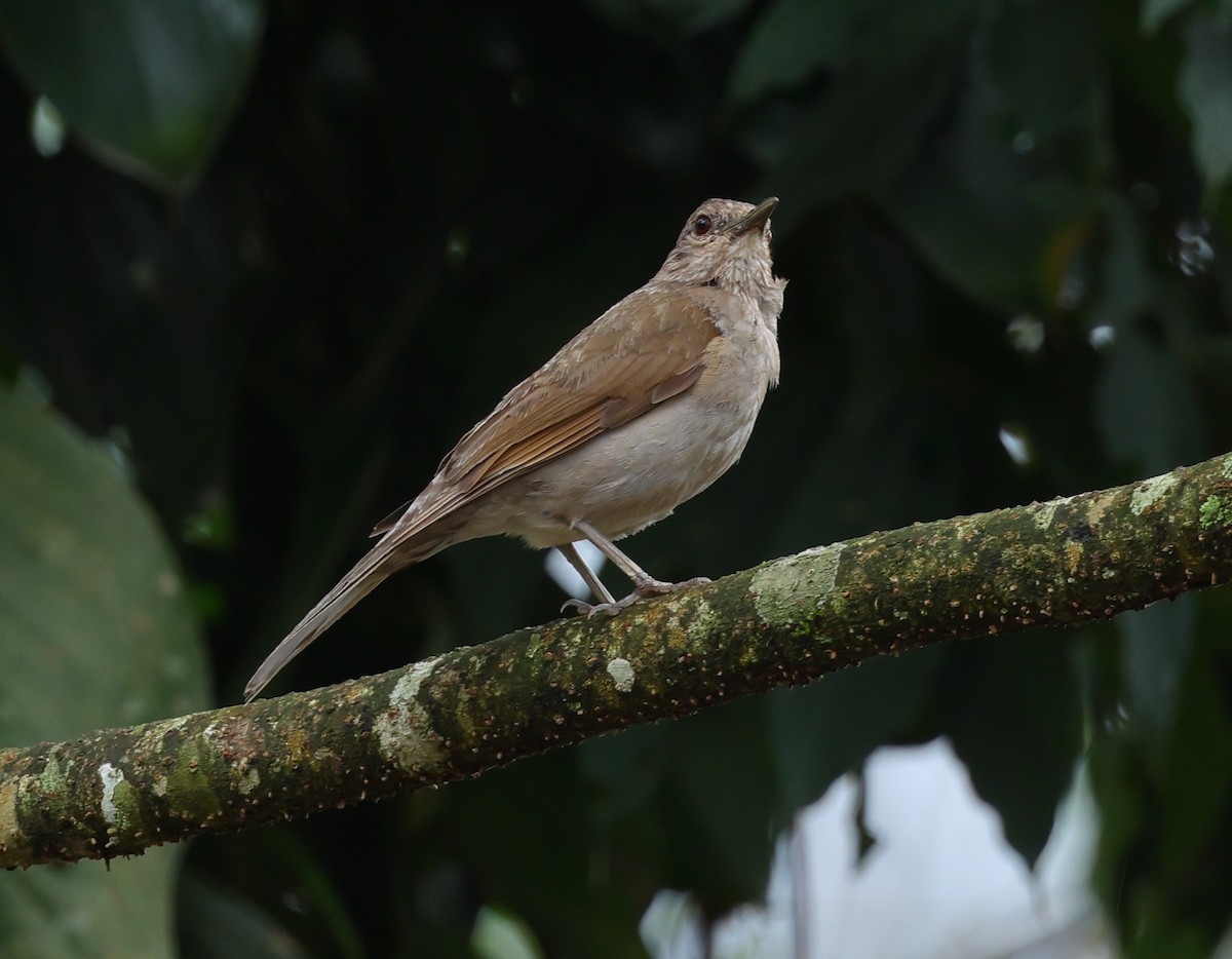 Pale-breasted Thrush - ML646327747