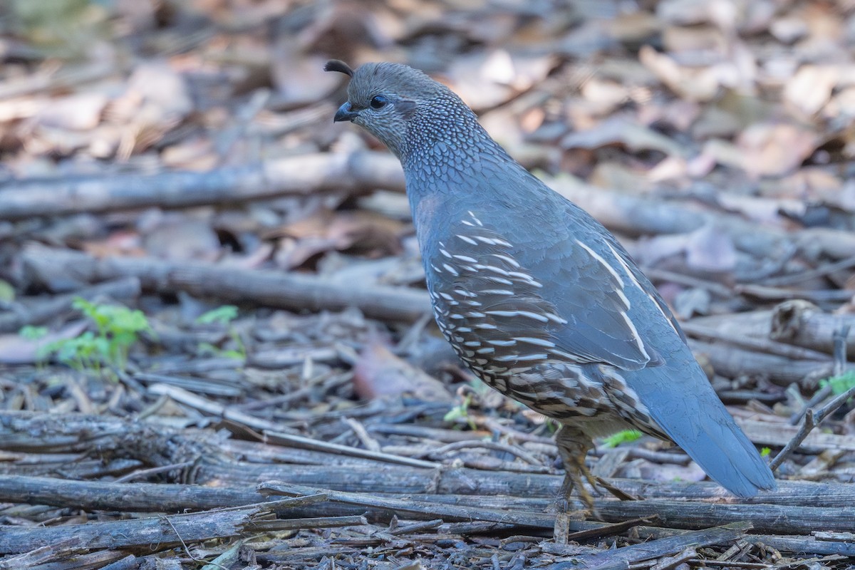 California Quail - ML646327758