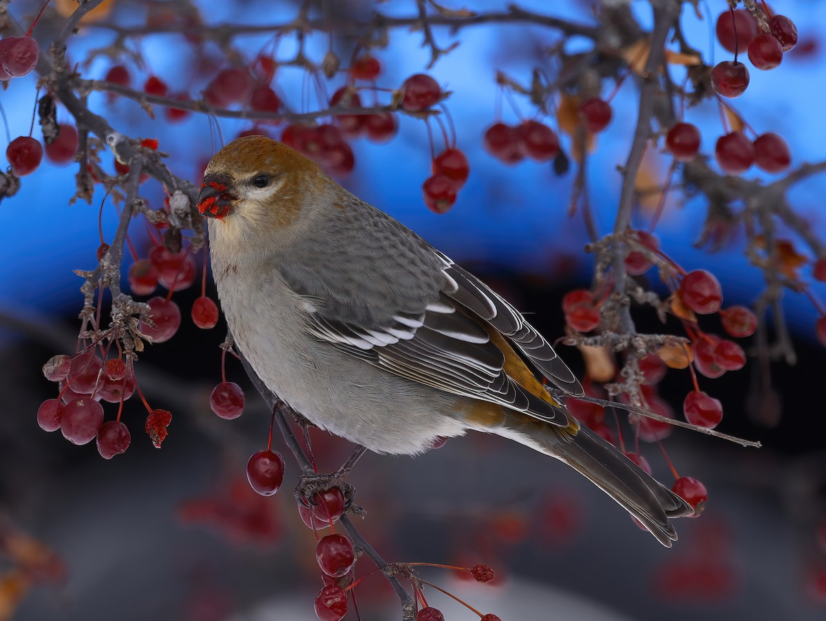 Hakengimpel - ML646327759