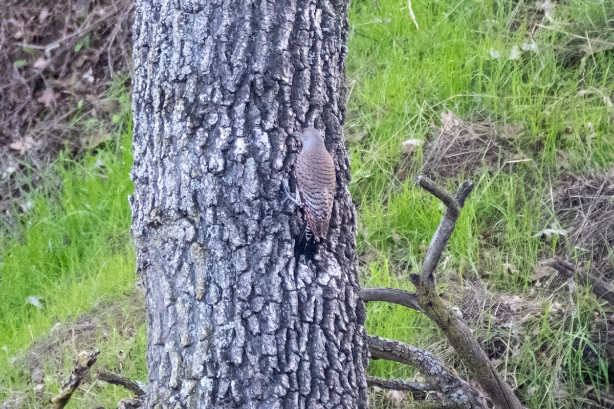 Northern Flicker - ML646327760