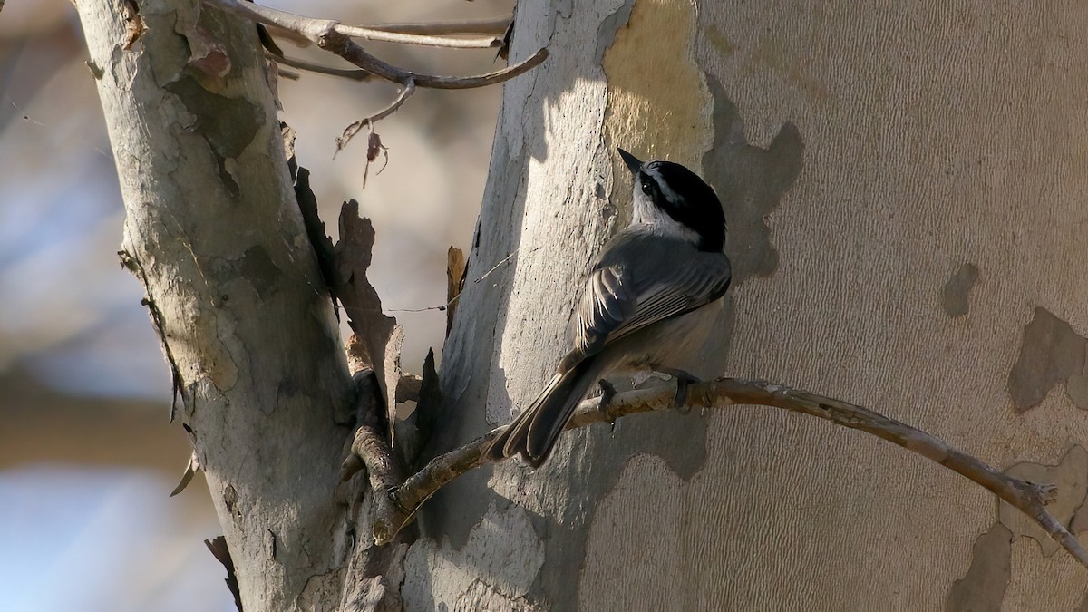 Mountain Chickadee - ML646327761