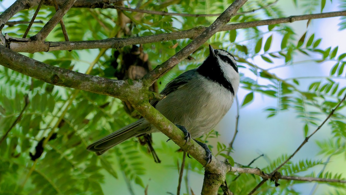 Mountain Chickadee - ML646327762