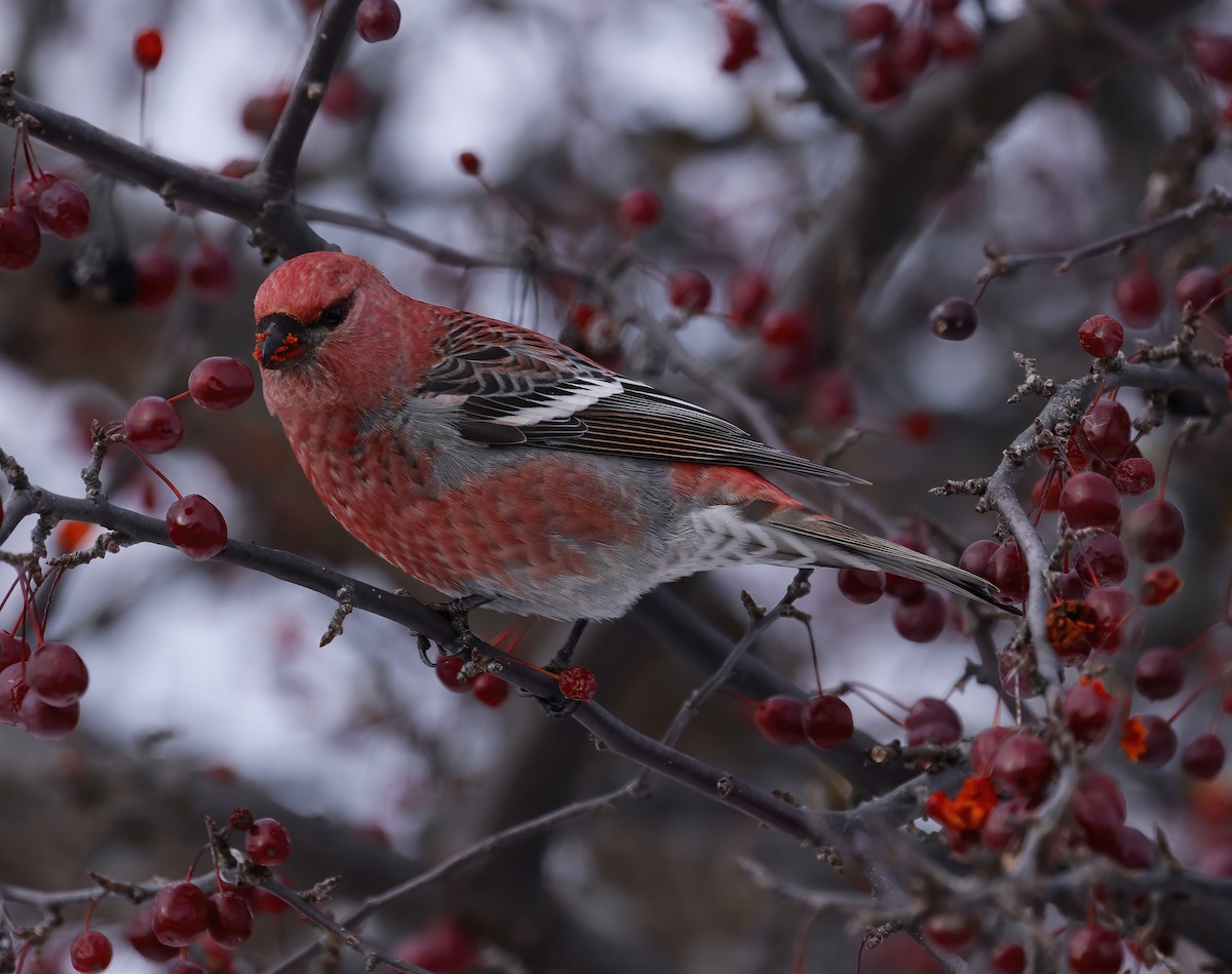 Hakengimpel - ML646327764