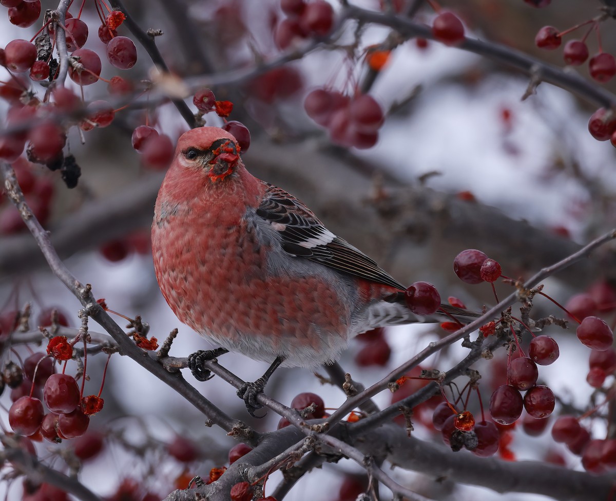 Hakengimpel - ML646327766