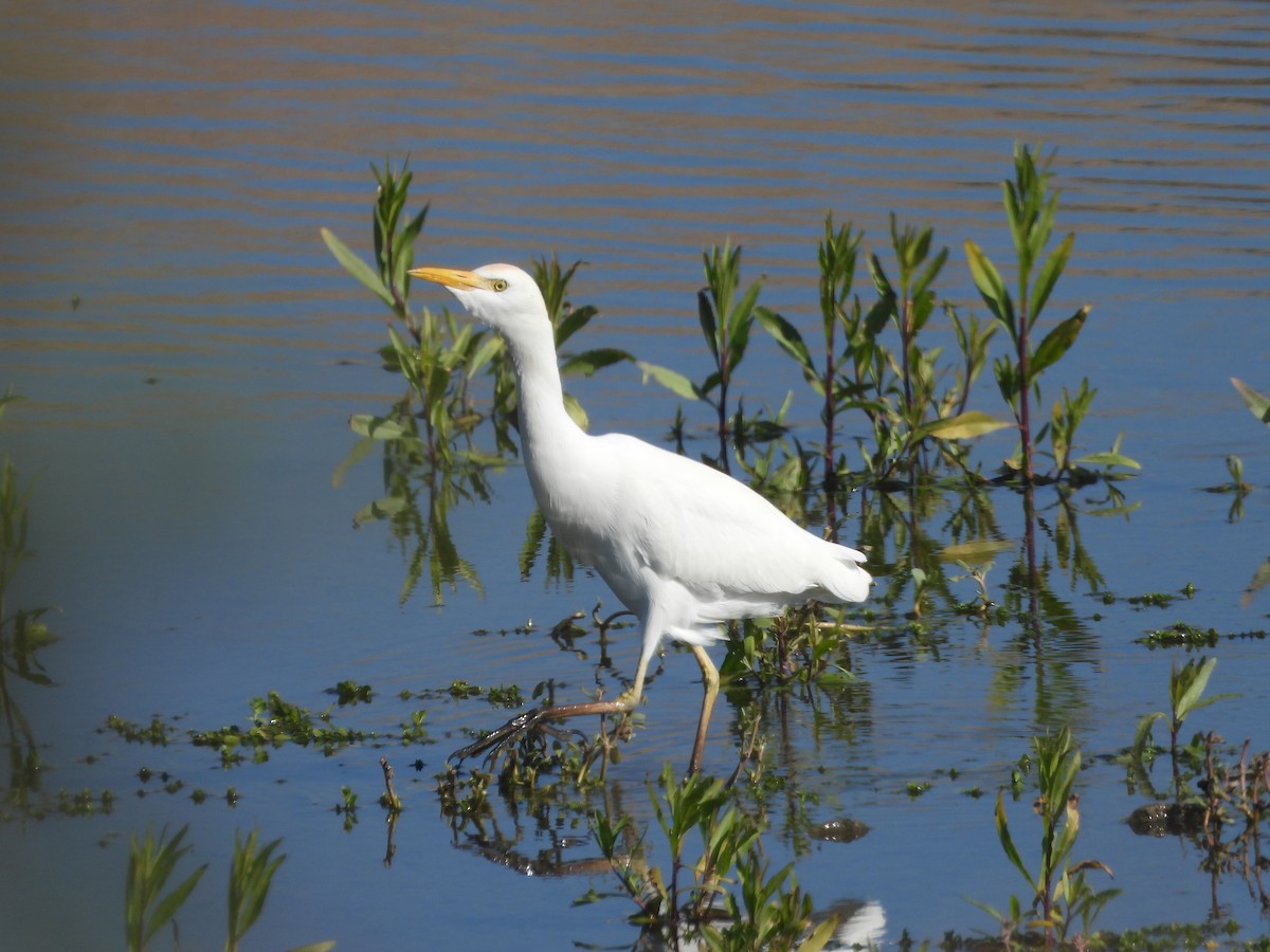 Western Cattle-Egret - ML646327767