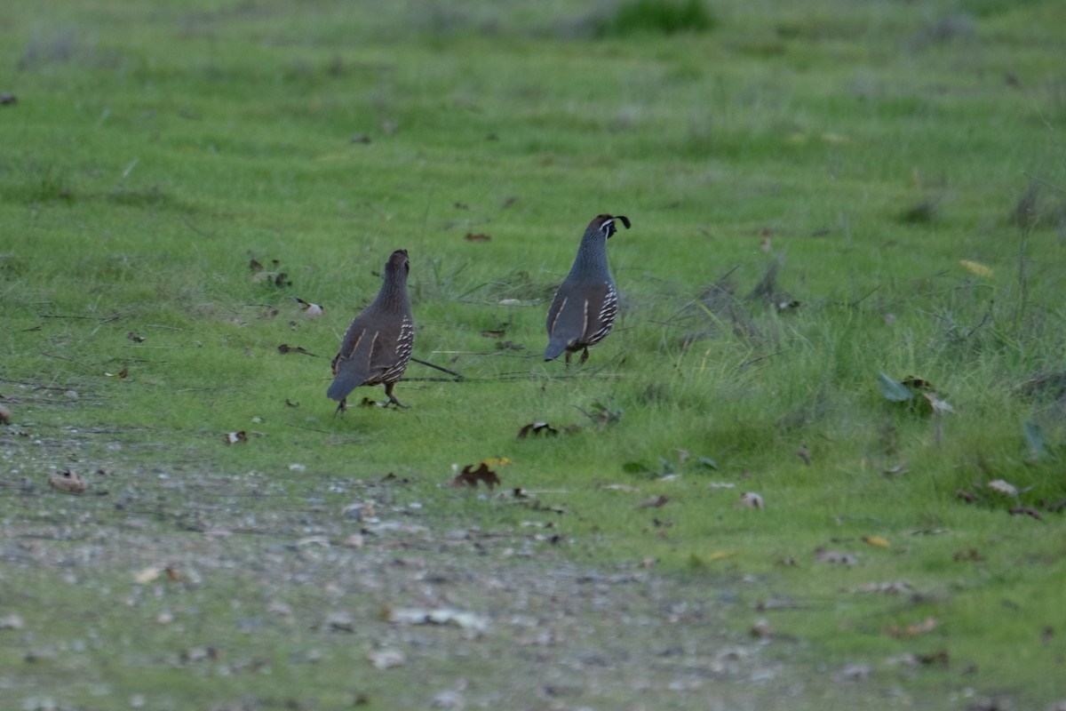 California Quail - ML646327768