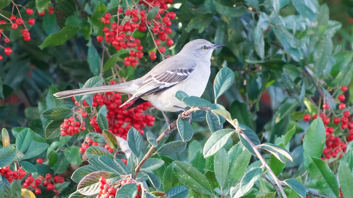 Northern Mockingbird - ML646327774