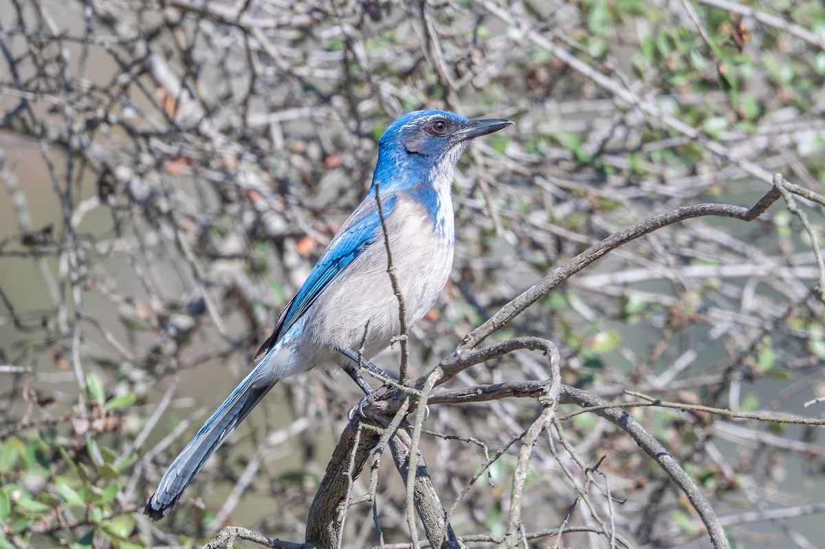 California Scrub-Jay - ML646327775