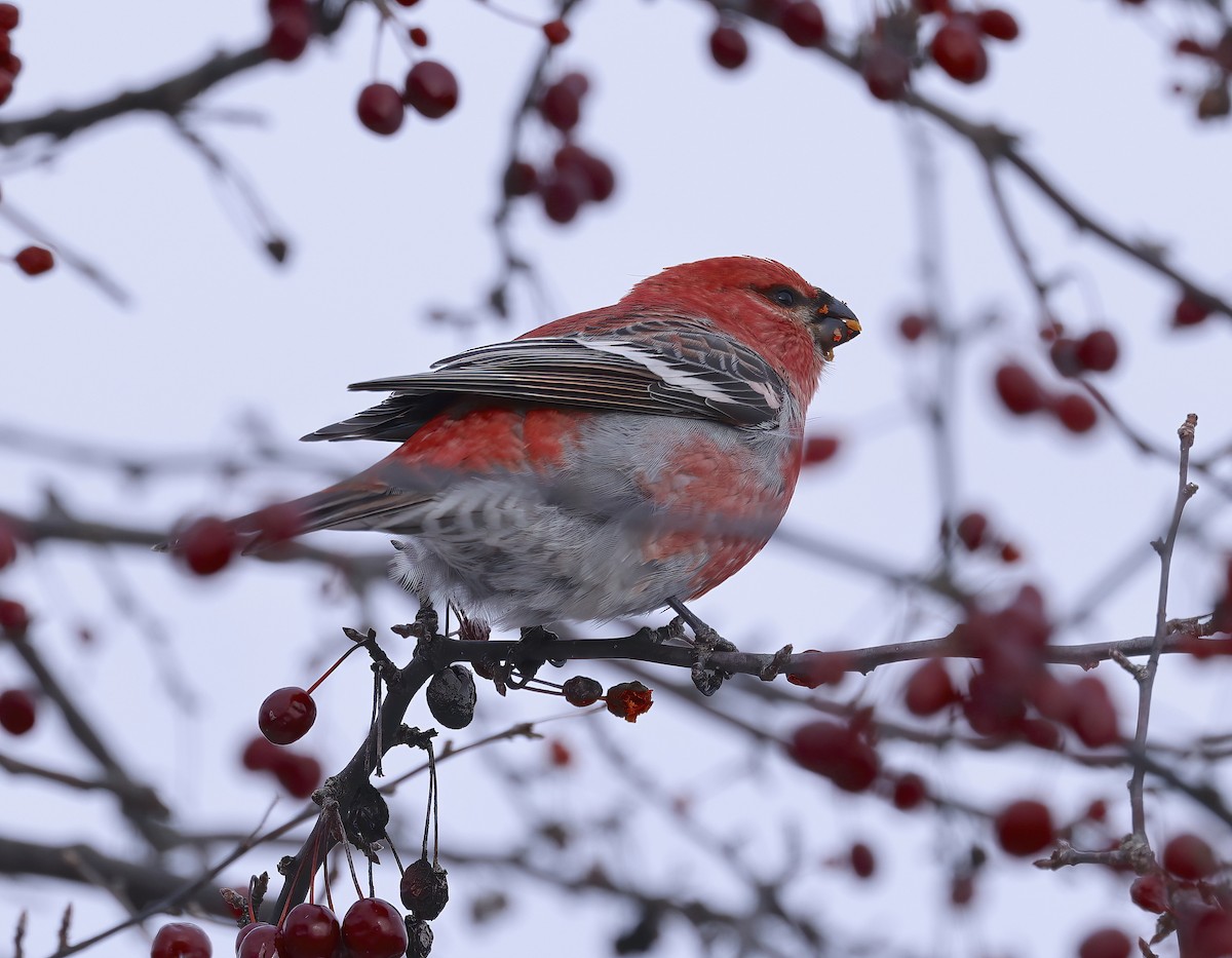 Hakengimpel - ML646327777