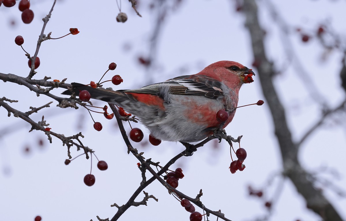 Hakengimpel - ML646327781