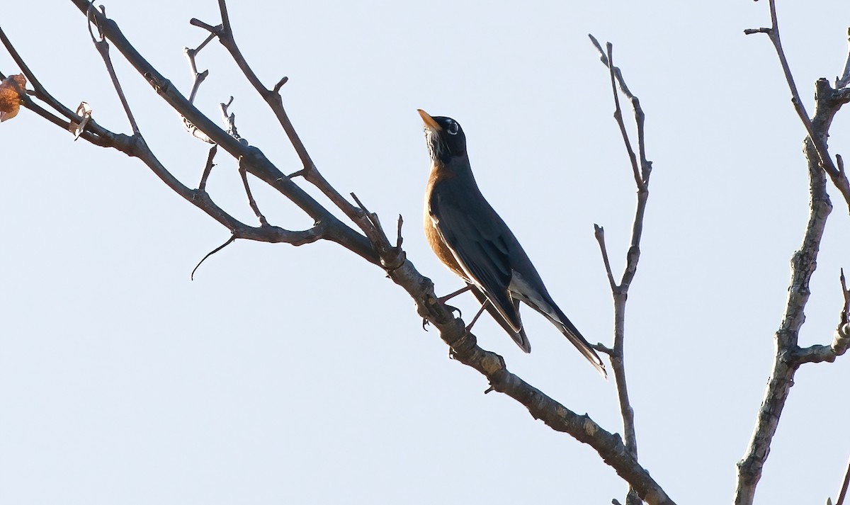 Zozo papargorria - ML646327786