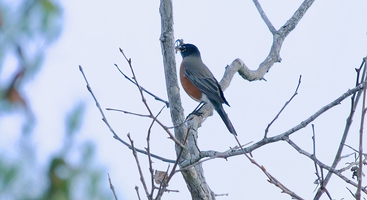 Zozo papargorria - ML646327787