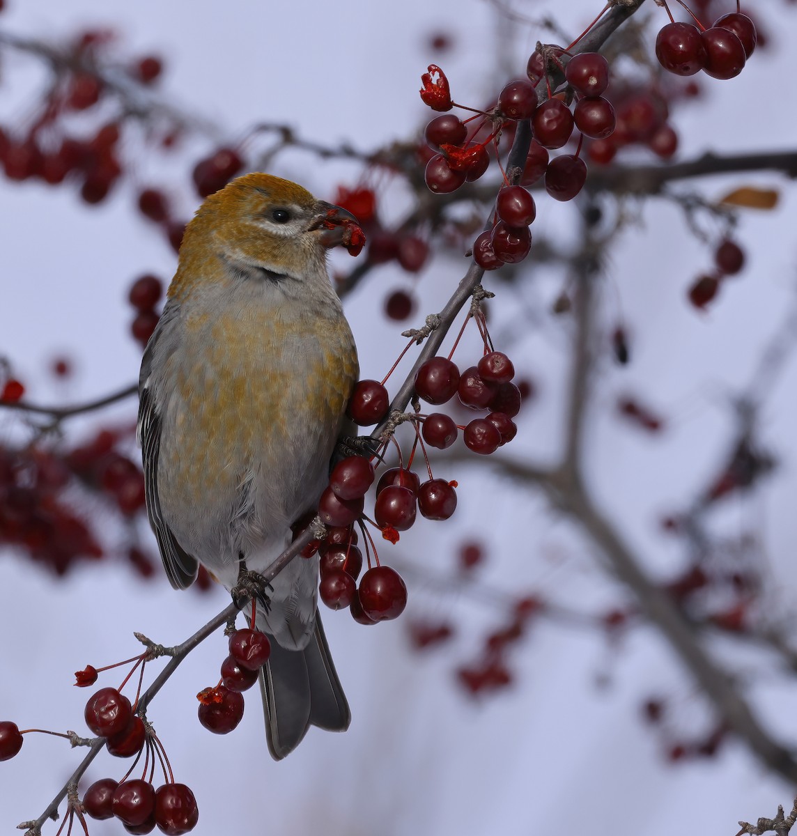 Hakengimpel - ML646327788