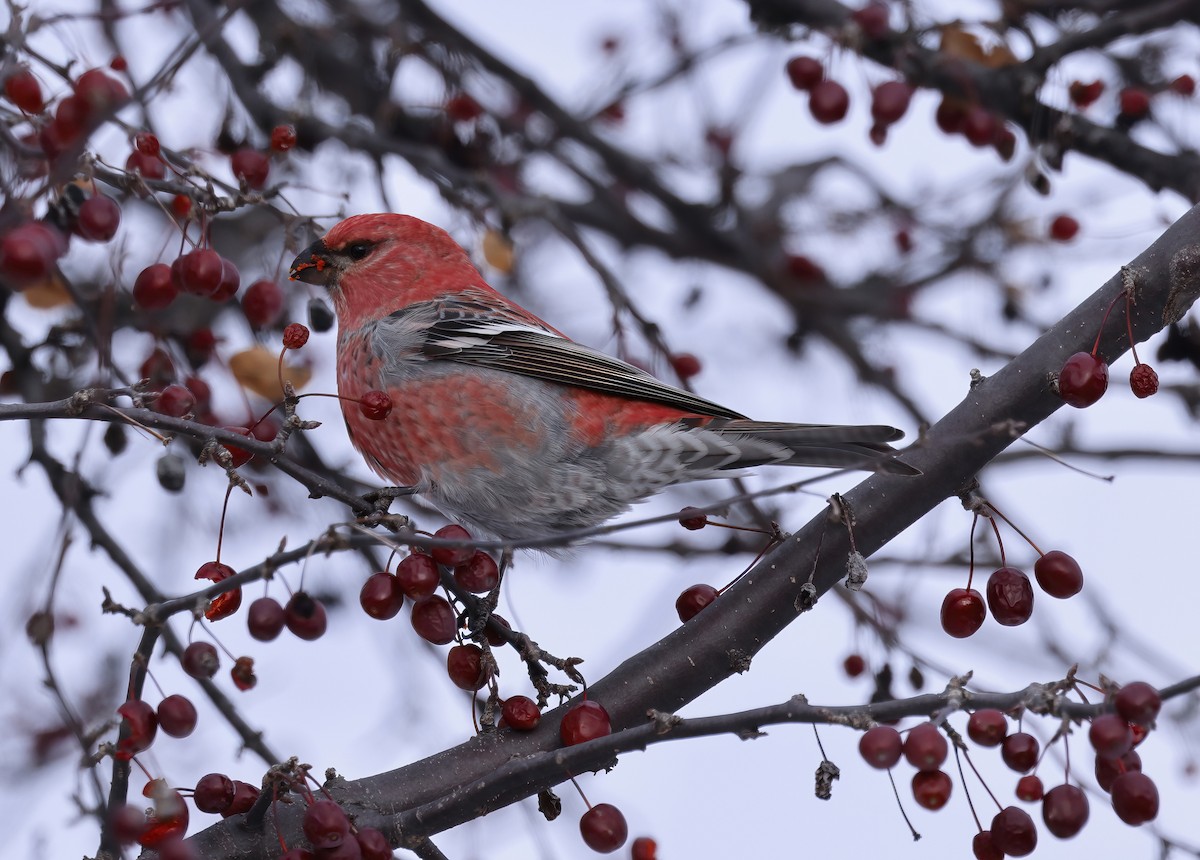 Hakengimpel - ML646327791