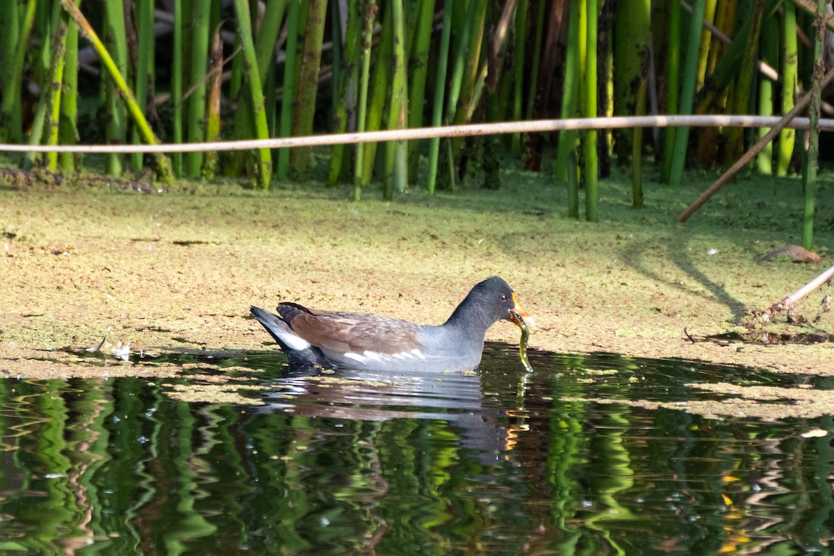 Common Gallinule - ML646327792
