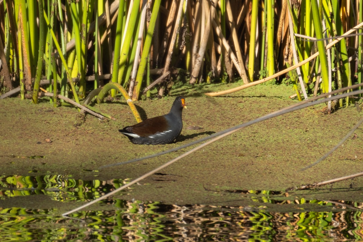 Common Gallinule - ML646327793