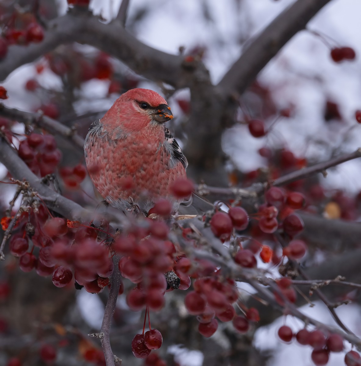 Hakengimpel - ML646327795