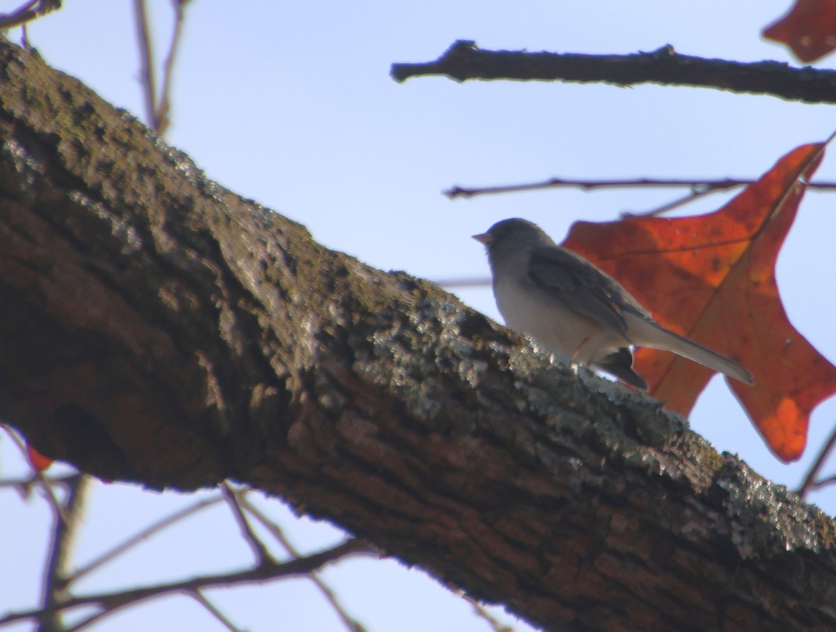 Dark-eyed Junco - ML646327796