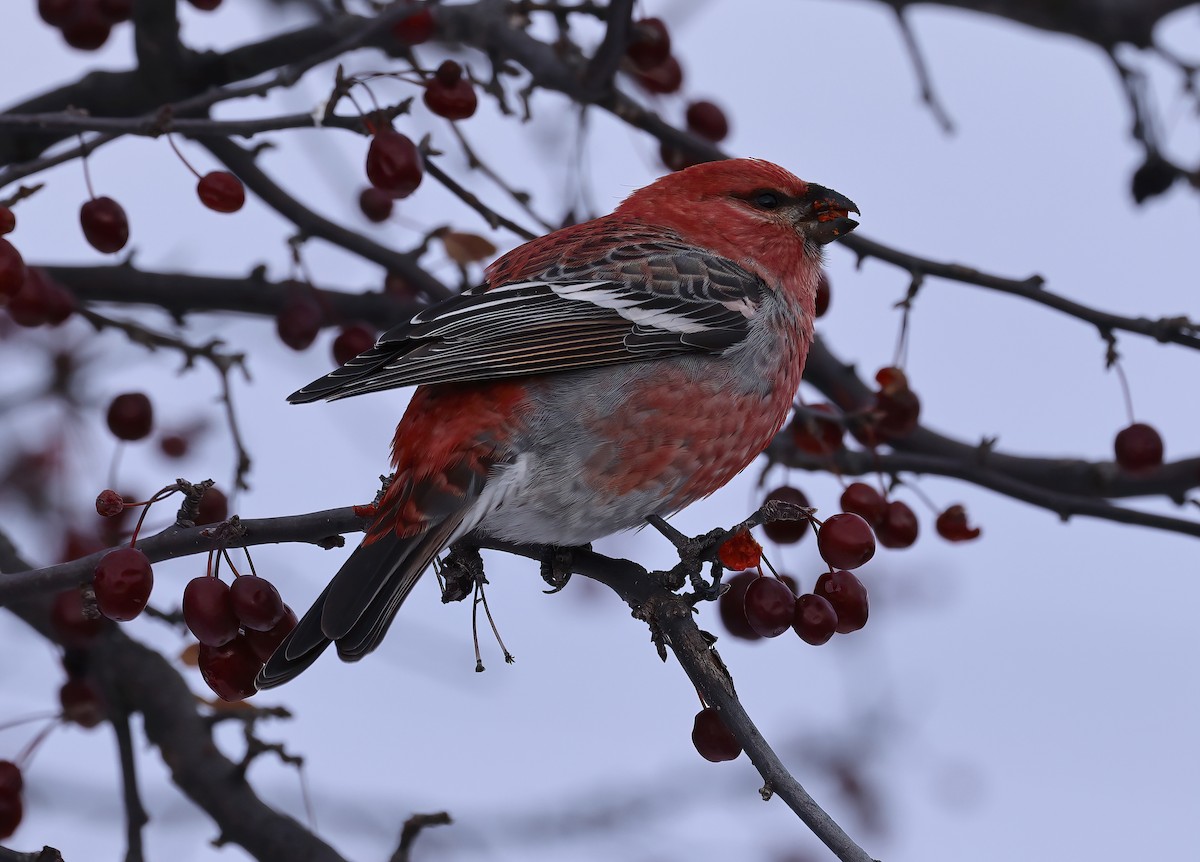 Hakengimpel - ML646327801